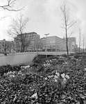 853770 Afbeelding van bloeiende narcissen langs de Catharijnebaan te Utrecht, ter hoogte van het Willemsplantsoen, met ...